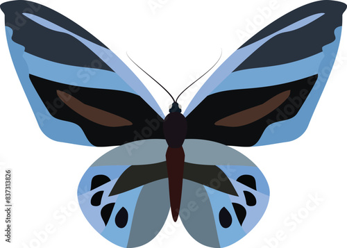 A blue and black butterfly contrasts against a white background.