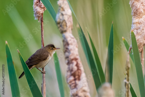 Common Reed Warbler(Acrocephalus scirpaceus) among bulrush blades photo