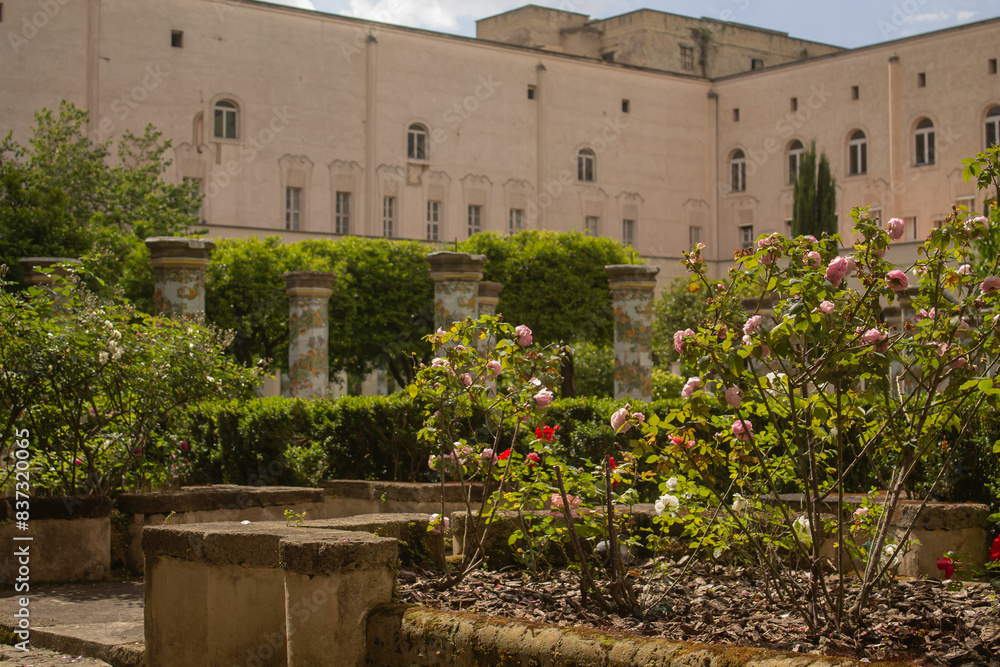 Fototapeta premium Beautiful white and rose roses in the cloister garden of Santa Chiara Monastery, Naples, Italy. Vacation in Italy, Italian churches and park