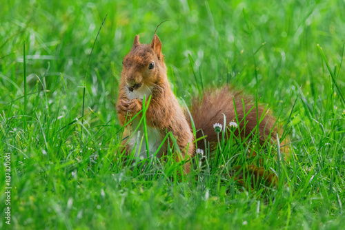 cute young squirrel playing on green meadow at park © Visualmedia