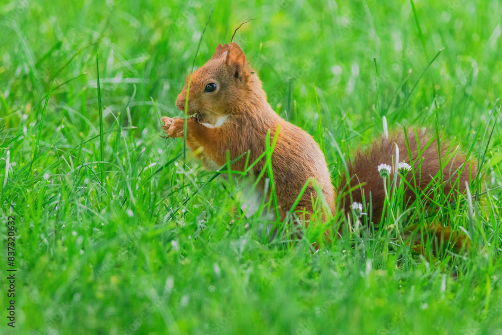 cute young squirrel playing on green meadow at park cute young squirrel playing on green meadow at park