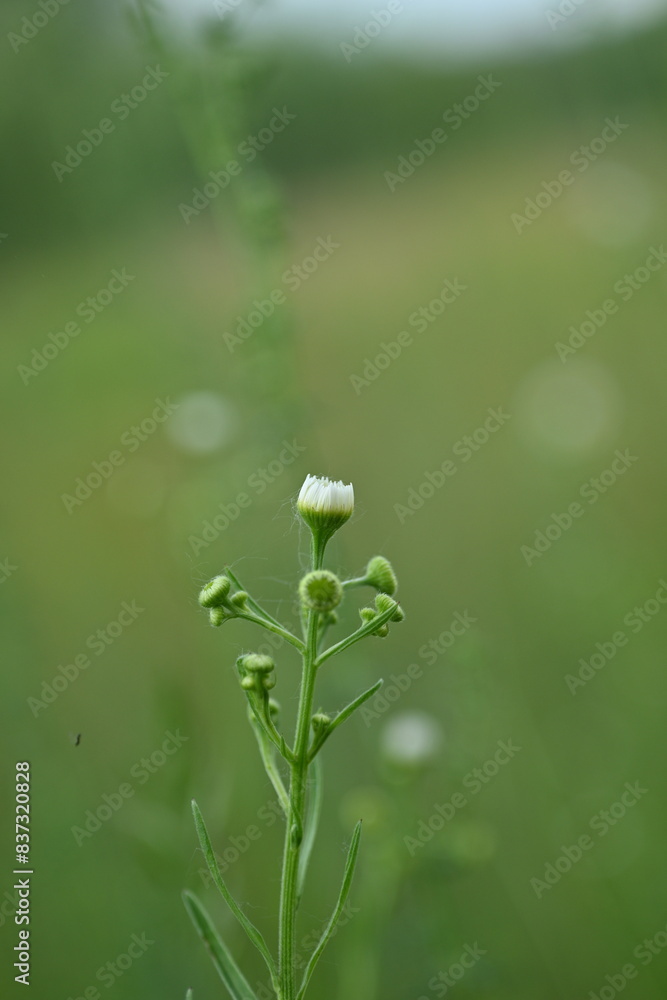 chamomile flower on a green background, mental health concept, green meadow white daisies, eco white green natural background, chamomile meadow, green summer field chamomile flower on a green background, mental health concept, green meadow white daisies, eco white green natural background, chamomile meadow, green summer field