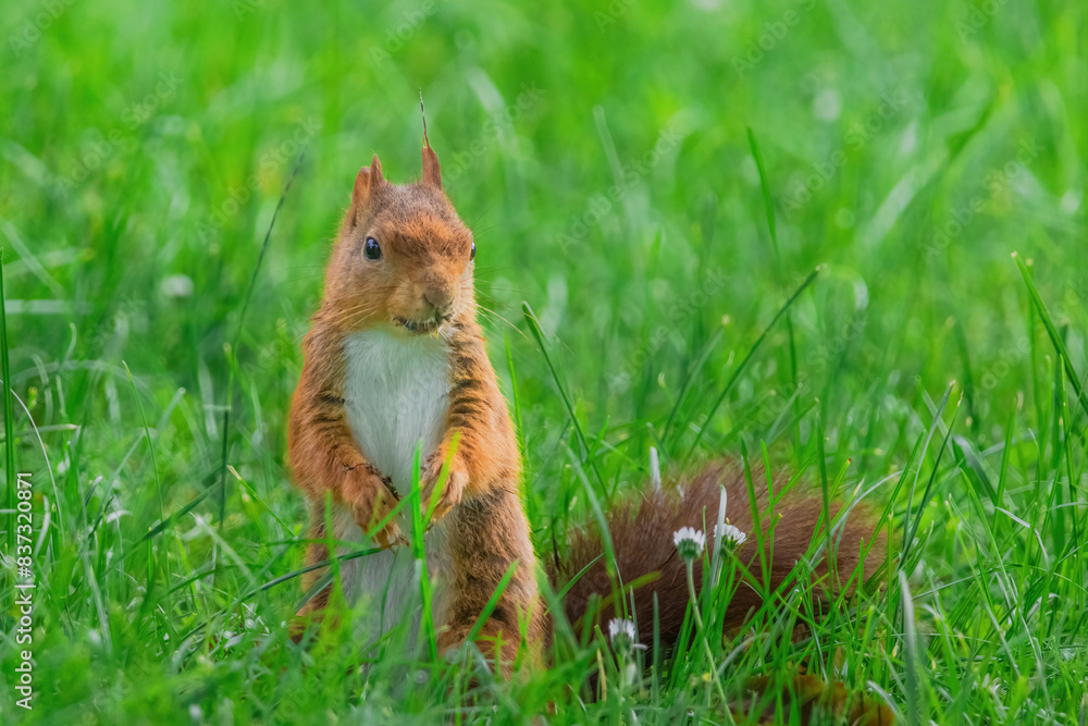 cute young squirrel playing on green meadow at park cute young squirrel playing on green meadow at park