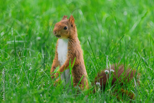 cute young squirrel playing on green meadow at park © hristoshanov