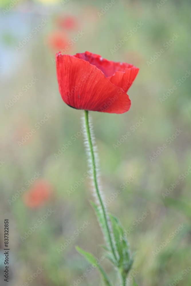 Fototapeta premium close up of a red field poppy flower, macro red poppy flower 