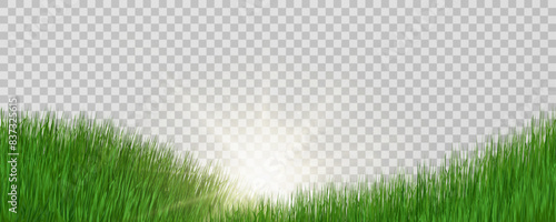 Grass border, vector illustration. Vector grass, lawn. Grass png, lawn png. Green grass with sun glare.	
