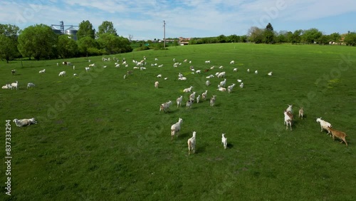 Aerial high angle shot of a herd of domestic goats. Drone footage of farm animals grazing on a lazy spring day. Seasonal animals taking care of babies. Helicopter herding of Capra hircus. Sustainable. photo