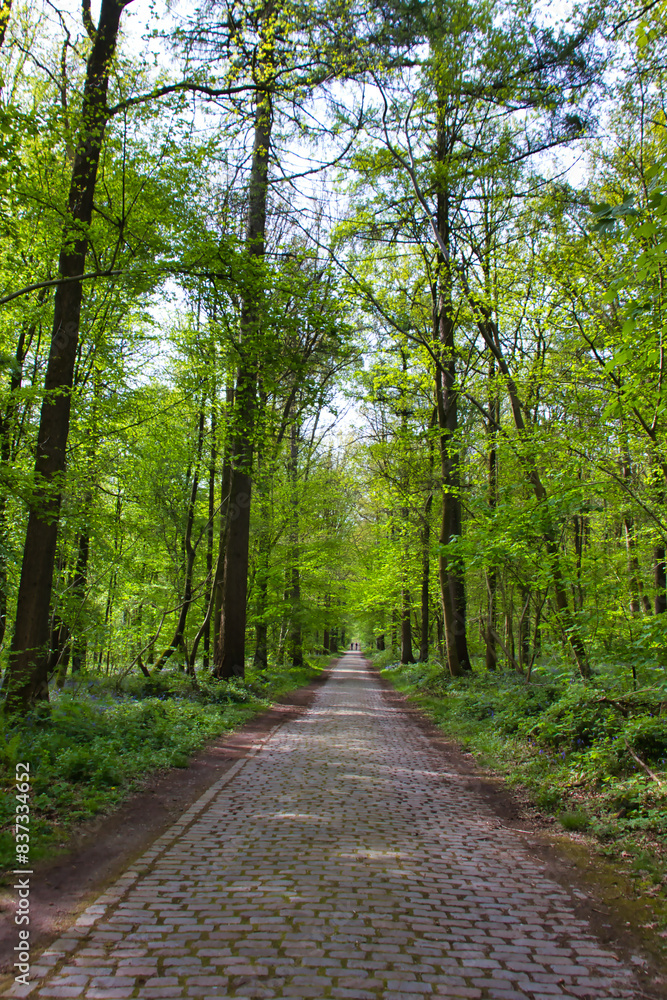 Walking pathway in the middle of the forest in spring, with high beech trees on the two sides and a vanishing point Walking pathway in the middle of the forest in spring, with high beech trees on the two sides and a vanishing point