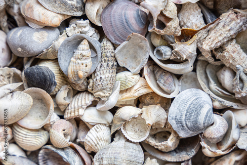 Fototapeta Naklejka Na Ścianę i Meble -  Empty seashells background - top view