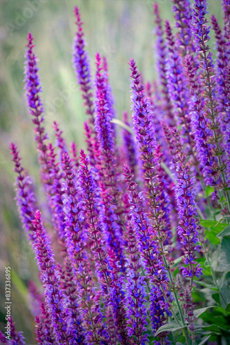 Blooming purple sage in summer garden