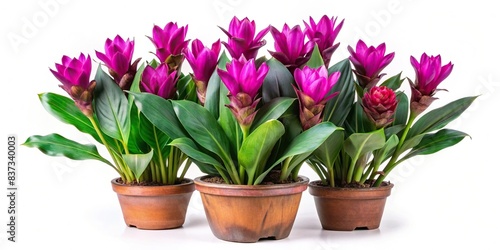Exotic Siam Tulip plant with purple leaves and red flowers in flowerpot on white background