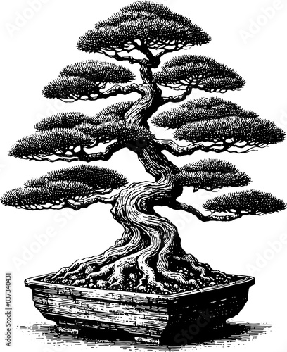 Bonsai Tree