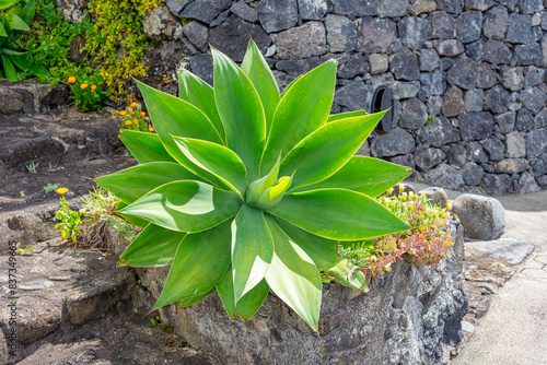 dragon agave succulent plant sprouting from volcanic rocks. photo