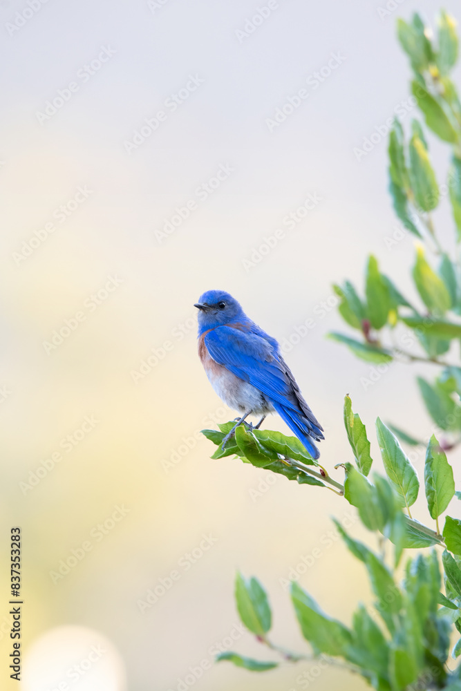 Western Bluebird perched on an oak tree in California. Western Bluebird perched on an oak tree in California.