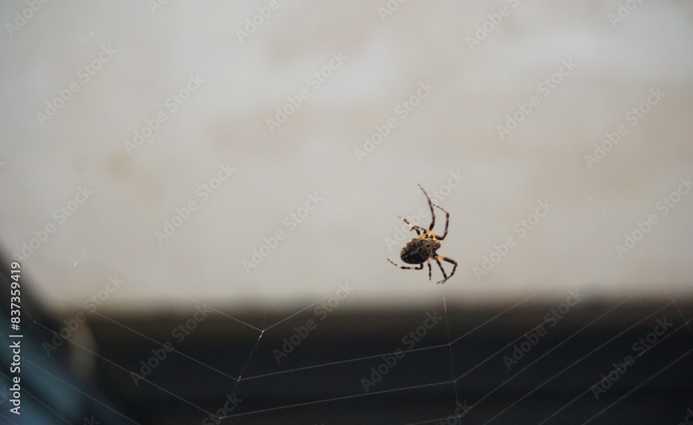 a close up of a spider a close up of a spider