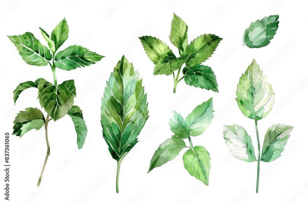 Mint Illustration. Aromatic Herbal Plant Collection in Watercolour Art Mint Illustration. Aromatic Herbal Plant Collection in Watercolour Art