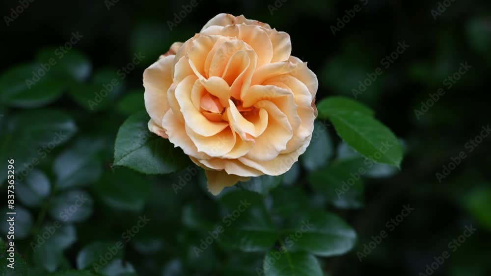 Beautiful apricot rose swaying in the wind in the summer cottage garden. Gardening or floristic concept. Beautiful apricot rose swaying in the wind in the summer cottage garden. Gardening or floristic concept.