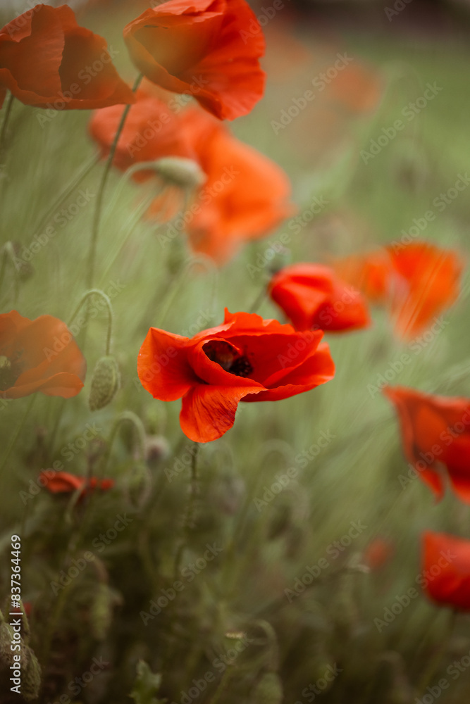 Naklejka premium red poppy flowers