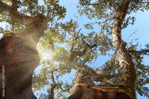 Old Cork oak tree (Quercus suber) in evening sun, Alentejo Portugal Europe