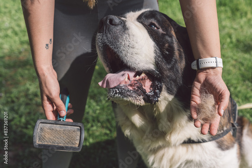 Pet owner grooming dog in park. Close-up of a brush full of dog fur, with pet and owner during grooming session outdoors photo