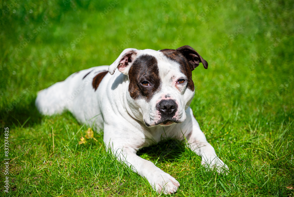 A Staffordshire Bull Terrier looking at the camera, dangerous look. Brown and white dog resting on a grass field and looking at the camera A Staffordshire Bull Terrier looking at the camera, dangerous look. Brown and white dog resting on a grass field and looking at the camera