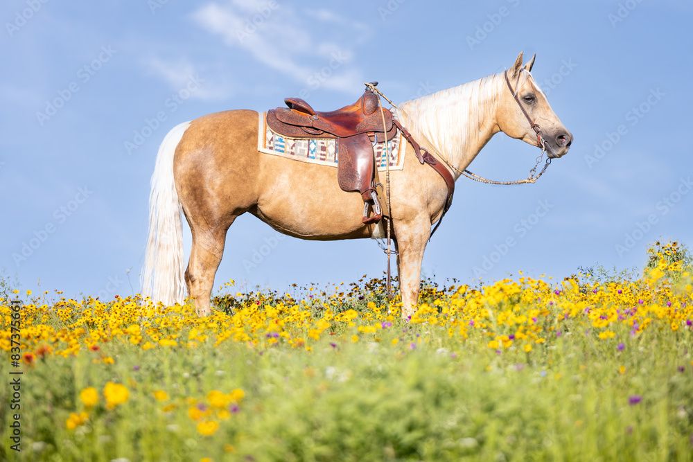 Φωτογραφία Palomino Quarter horse in western tack in a field of yellow flowers