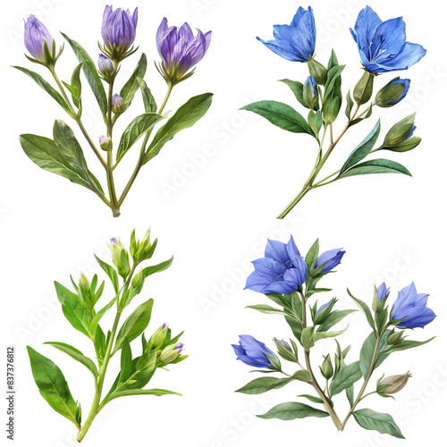 Photo of Gentian herb, Asian herbs, isolated on transparent background. photo