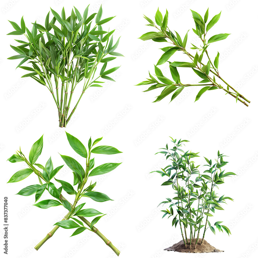 Fototapeta premium Photo of Heavenly Bamboo herb, Asian herbs, isolated on transparent background.