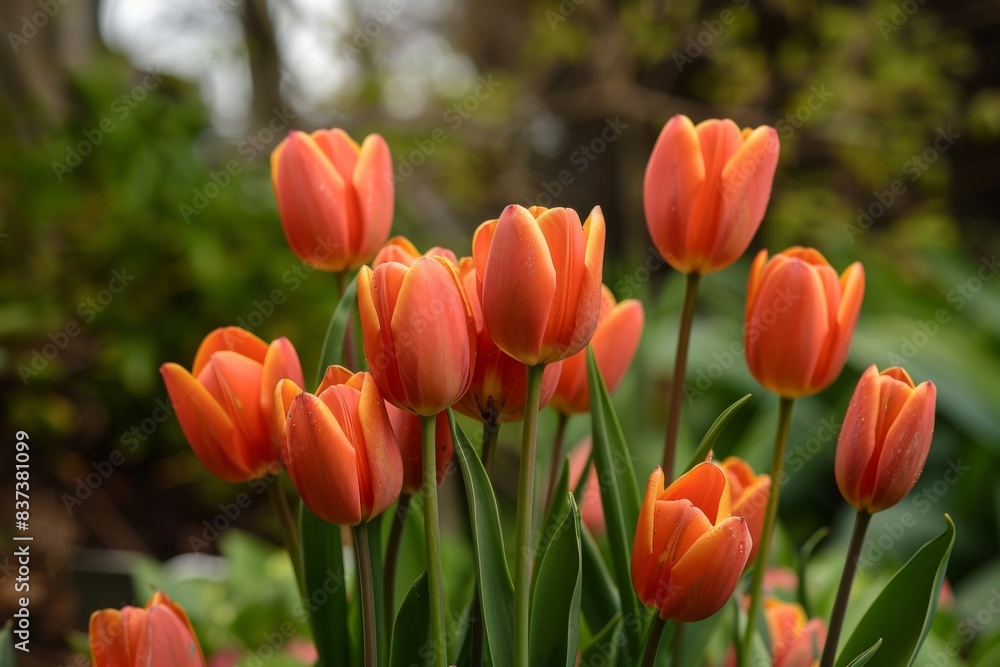 Numerous orange tulips, green leaves in garden Numerous orange tulips, green leaves in garden