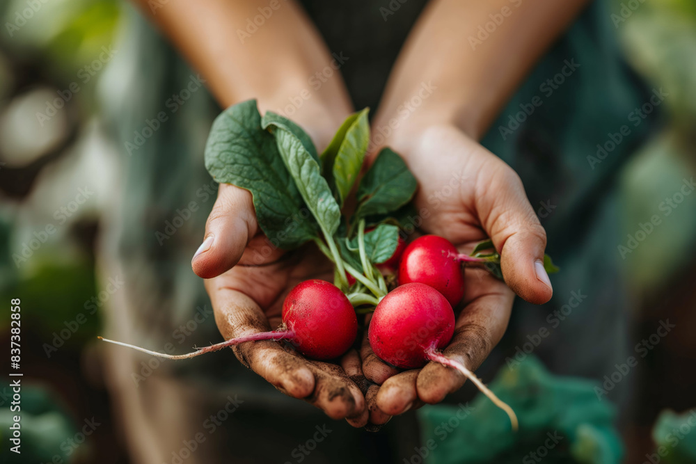 Hands holding freshly harvested radishes, ideal for showcasing organic gardening and healthy eating. Perfect for content on farm-to-table, gardening tips, and sustainable agriculture Hands holding freshly harvested radishes, ideal for showcasing organic gardening and healthy eating. Perfect for content on farm-to-table, gardening tips, and sustainable agriculture