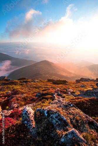 panoramic scene, blooming pink rhododendrons flowers, amazing panoramic nature scenery, Carpathian mountains, Uktaine, Europe, Chornogora range	 photo