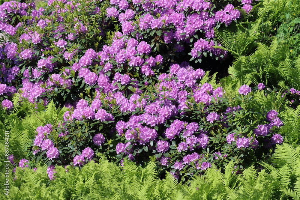 Rhododendron “English Roseum”, with common names Catawba rosebay, Catawba rhododendron, mountain rosebay, purple ivy, purple rhododendron, red laurel, rosebay laurel, is a species of Rhododendron. Rhododendron “English Roseum”, with common names Catawba rosebay, Catawba rhododendron, mountain rosebay, purple ivy, purple rhododendron, red laurel, rosebay laurel, is a species of Rhododendron.