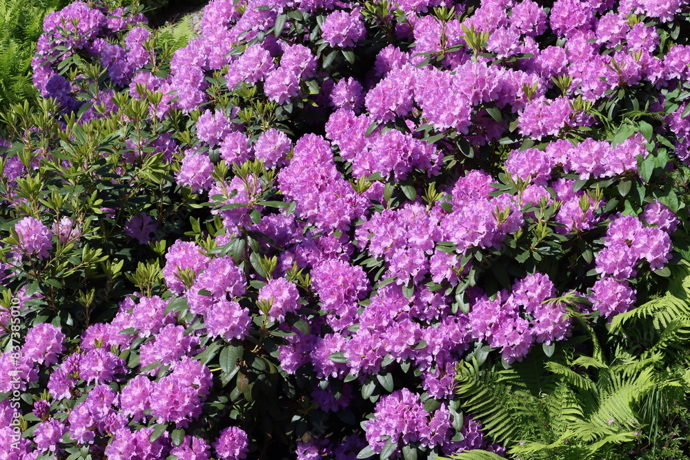 Rhododendron “English Roseum”, with common names Catawba rosebay, Catawba rhododendron, mountain rosebay, purple ivy, purple rhododendron, red laurel, rosebay laurel, is a species of Rhododendron. Rhododendron “English Roseum”, with common names Catawba rosebay, Catawba rhododendron, mountain rosebay, purple ivy, purple rhododendron, red laurel, rosebay laurel, is a species of Rhododendron.