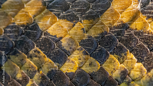 Foto Textura anaconda