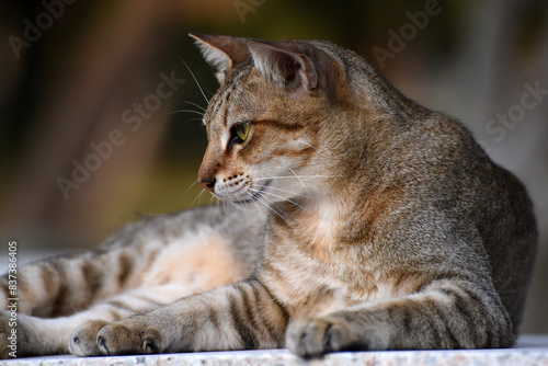 lying cat, seen in the Lumphini Park, Bangkok, Thailand photo