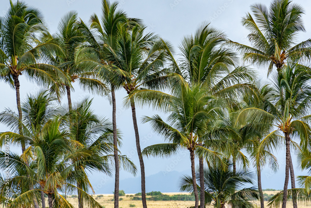 Tropical palm trees near beach and mountains Tropical palm trees near beach and mountains