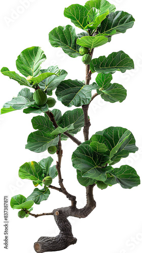 The image shows a photo of a potted Ficus tree with green leaves and a brown stem photo