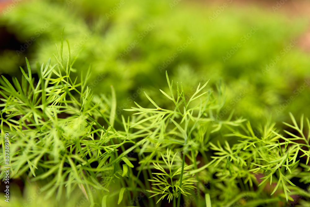 green fresh dill on a bed in the sun's rays, selective focus green fresh dill on a bed in the sun's rays, selective focus