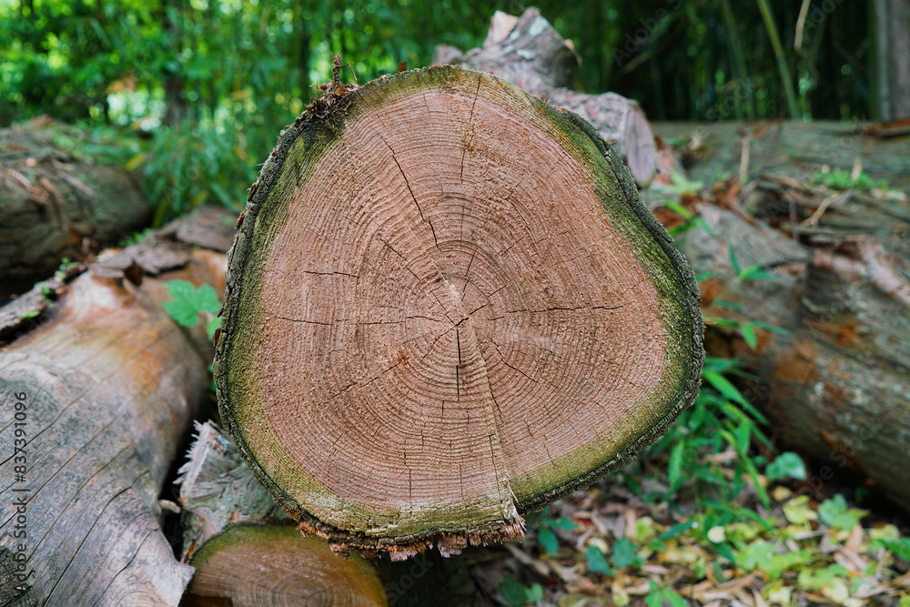 Felled or fallen cut tree in the woods or forest Felled or fallen cut tree in the woods or forest