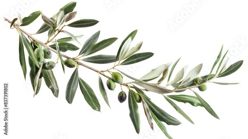 A leafy olive tree branch with green leaves and green olives photo