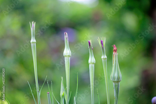 closed flower of oat root on a evening in june  photo