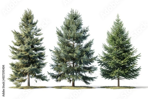 On a white background, three tall evergreen trees with lush green foliage demonstrate nature's beauty and diversity. © DZMITRY