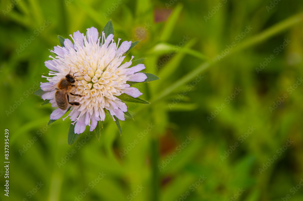 bee on a wildflower. Wildflower Knáutia arvénsis.,bee on a flower bee on a wildflower. Wildflower Knáutia arvénsis.,bee on a flower