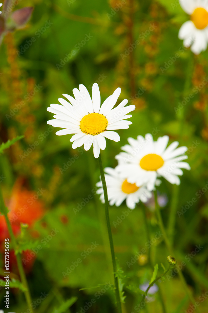 daisies in the grass.Chamomile in nature. Field of daisies on a sunny day in nature. Chamomile flowers on a summer day. daisies in the grass.Chamomile in nature. Field of daisies on a sunny day in nature. Chamomile flowers on a summer day.