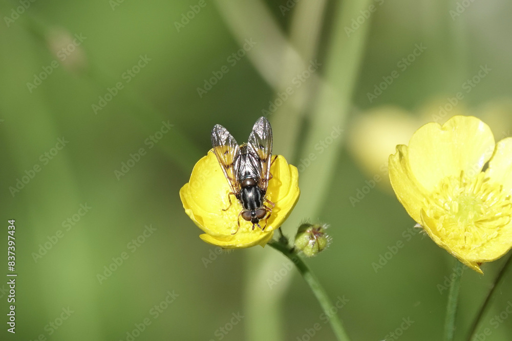 Ferdinandea cuprea, a species of Hoverfly Ferdinandea cuprea, a species of Hoverfly
