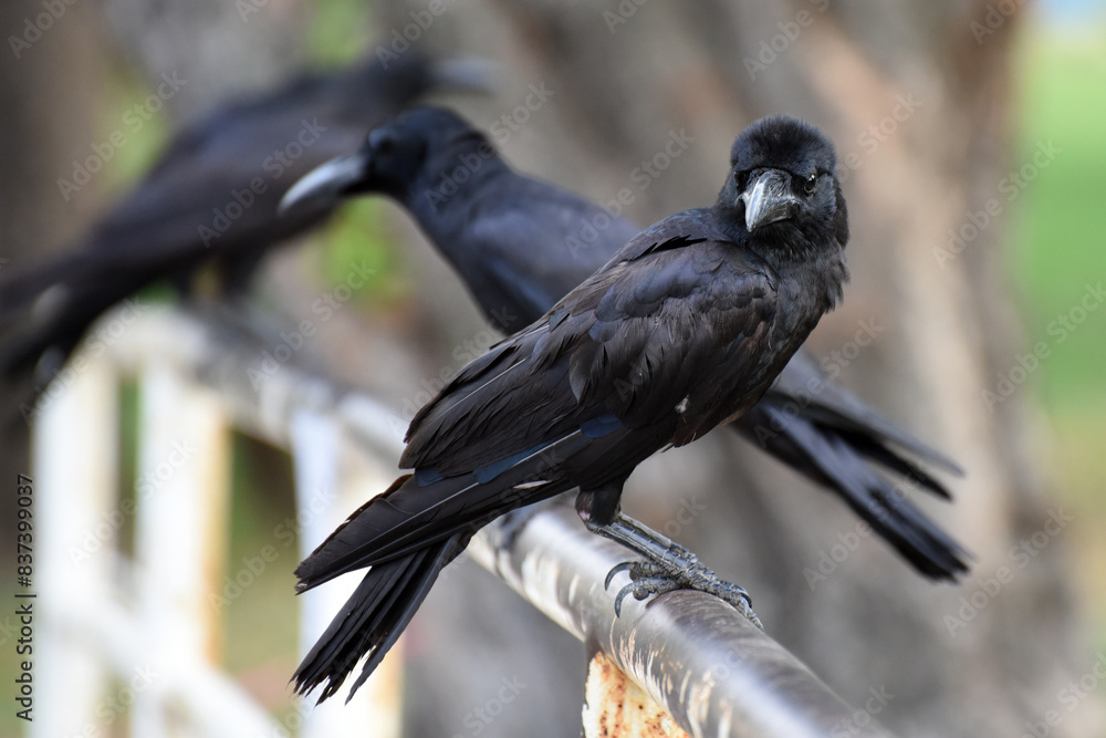 Naklejka premium sitting crows, seen in the Lumphini Park, Bangkok, Thailand