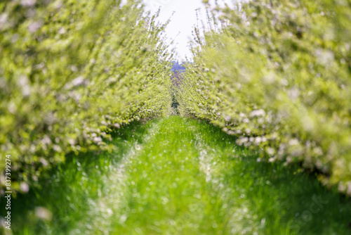 Alley between apple trees in a large plantation photo