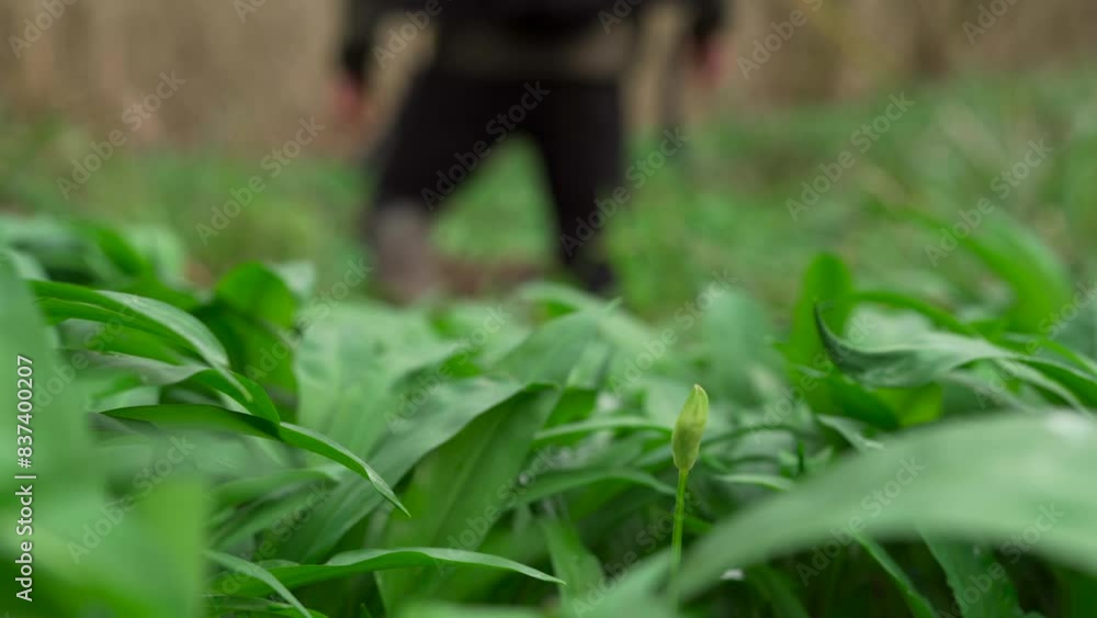 Man walking off from a lone wild garlic bud in a forest in early spring Man walking off from a lone wild garlic bud in a forest in early spring