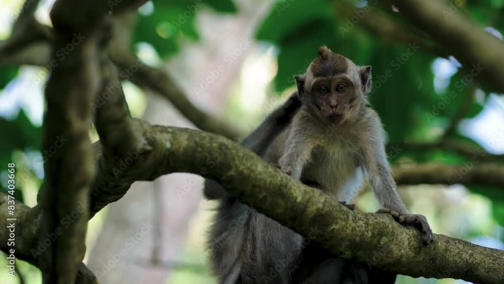 Close shot of cute funny monkey looking down from tree with nature background. Ubud sacred monkey forest Close shot of cute funny monkey looking down from tree with nature background. Ubud sacred monkey forest