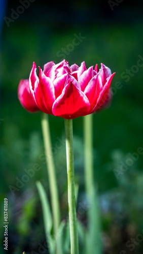 Velvet Tulip Flower color nature.